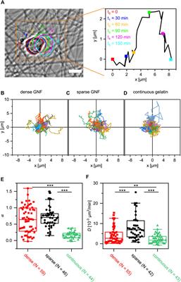 Discreteness of cell–surface contacts affects spatio-temporal dynamics, adhesion, and proliferation of mouse embryonic stem cells